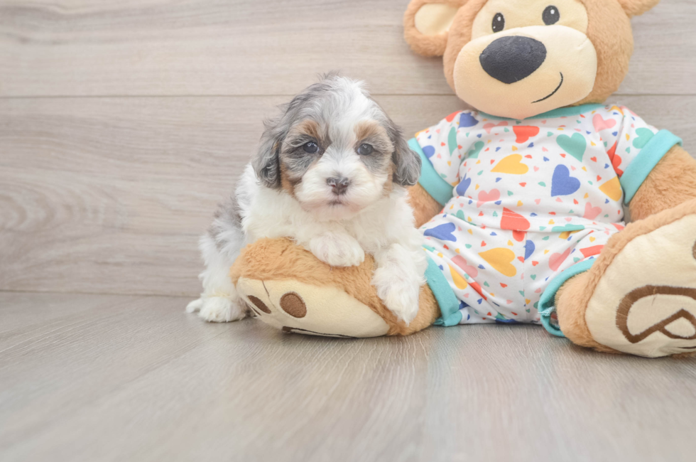 5 week old Havapoo Puppy For Sale - Premier Pups