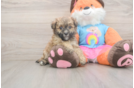Best Havapoo Baby