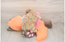 Energetic Havadoodle Poodle Mix Puppy