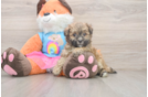 Little Havadoodle Poodle Mix Puppy