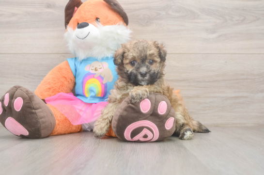 Little Havadoodle Poodle Mix Puppy