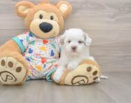 6 week old Havapoo Puppy For Sale - Premier Pups