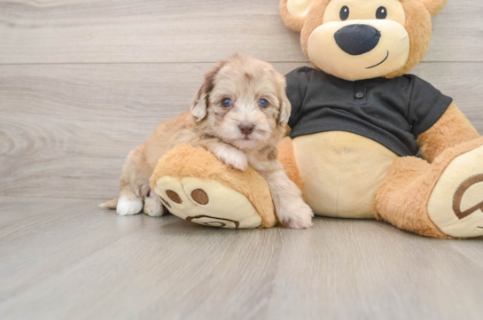 Havapoo Pup Being Cute
