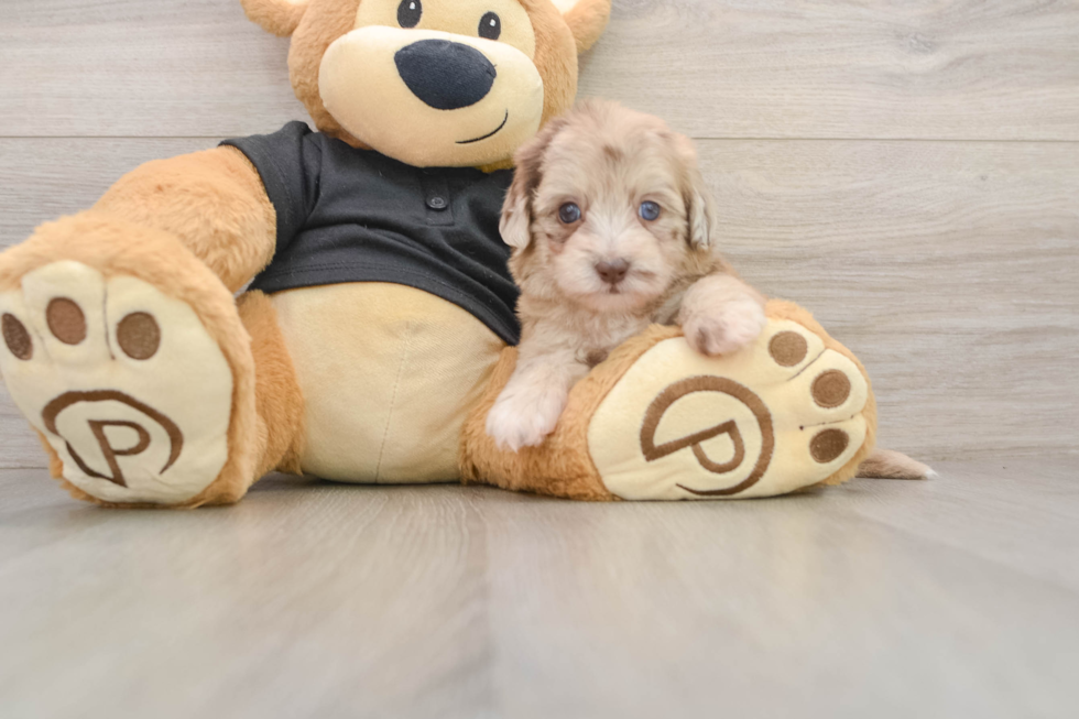Havapoo Puppy for Adoption