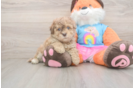 Smart Havapoo Poodle Mix Pup