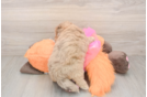 Smart Havapoo Poodle Mix Pup
