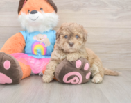 8 week old Havapoo Puppy For Sale - Premier Pups