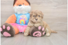 Adorable Havadoodle Poodle Mix Puppy