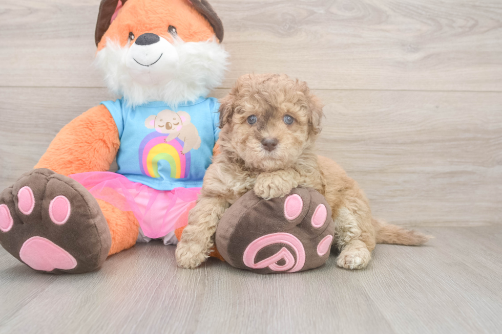 Adorable Havadoodle Poodle Mix Puppy