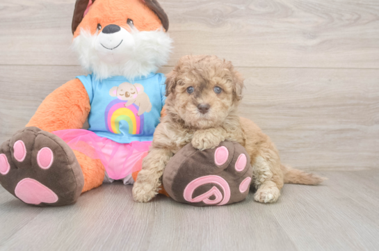 Adorable Havadoodle Poodle Mix Puppy