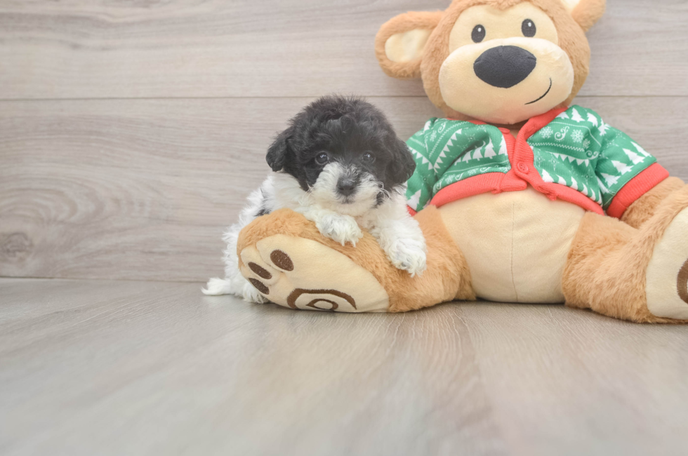 5 week old Havapoo Puppy For Sale - Premier Pups