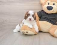 7 week old Havapoo Puppy For Sale - Premier Pups