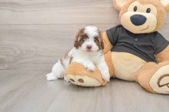 Havapoo Pup Being Cute