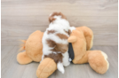 Havapoo Pup Being Cute