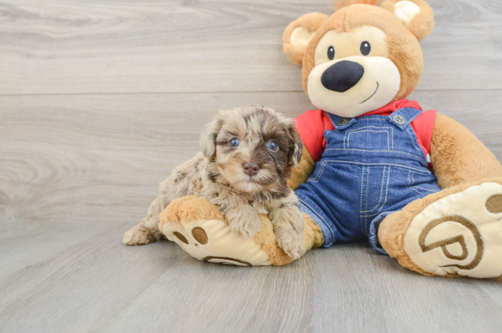 5 week old Havapoo Puppy For Sale - Premier Pups