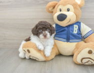 8 week old Havapoo Puppy For Sale - Premier Pups