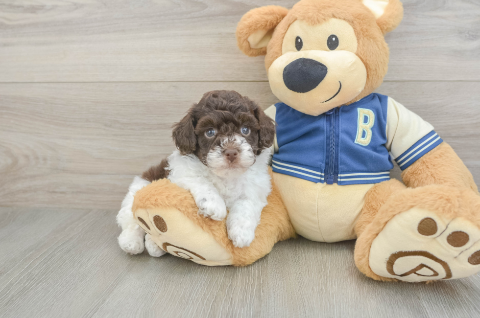 5 week old Havapoo Puppy For Sale - Premier Pups