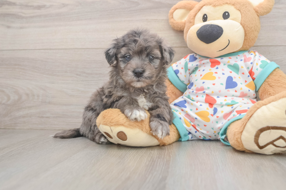 5 week old Havapoo Puppy For Sale - Premier Pups