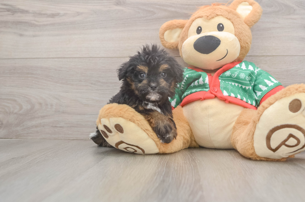 5 week old Havapoo Puppy For Sale - Premier Pups