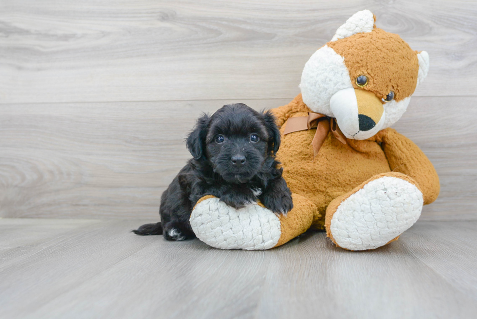 Petite Havapoo Poodle Mix Pup