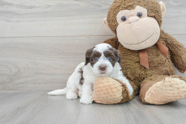 Little Havanese Poodle Mix Puppy