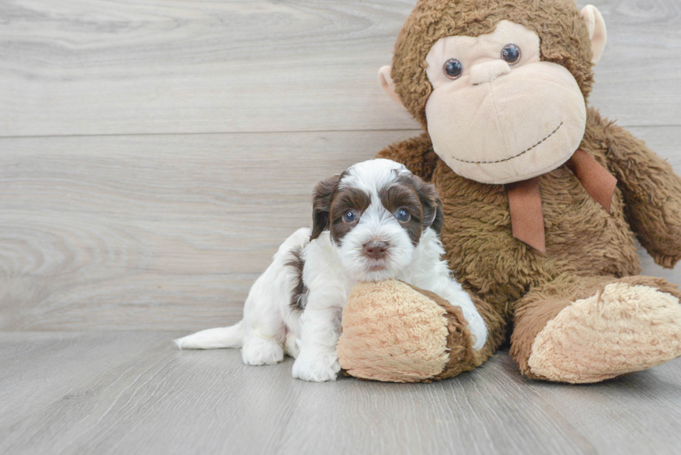 Little Havanese Poodle Mix Puppy