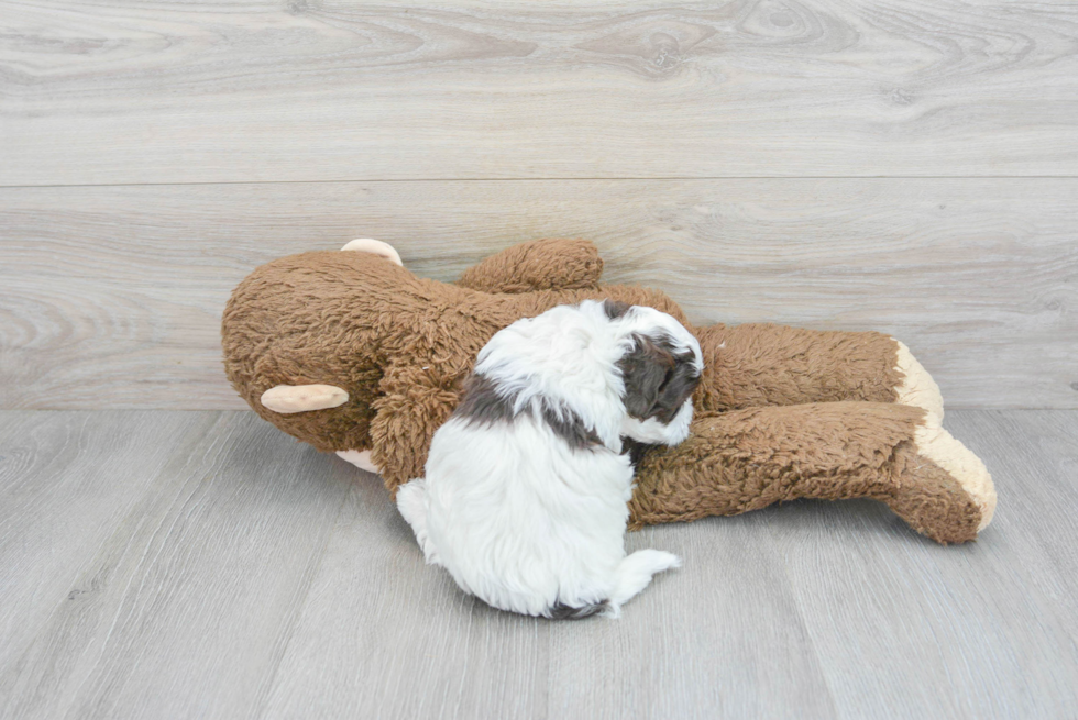 Havapoo Puppy for Adoption
