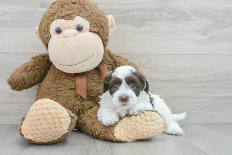 Funny Havapoo Poodle Mix Pup