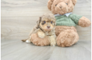 Little Havadoodle Poodle Mix Puppy