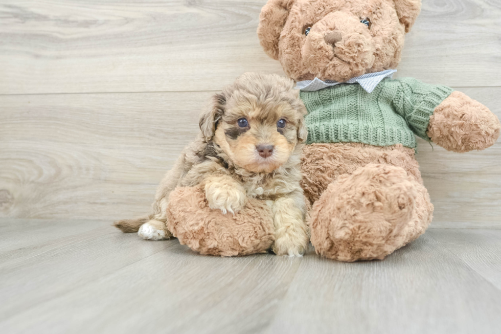 Little Havadoodle Poodle Mix Puppy