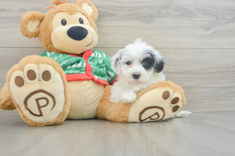 Adorable Havadoodle Poodle Mix Puppy