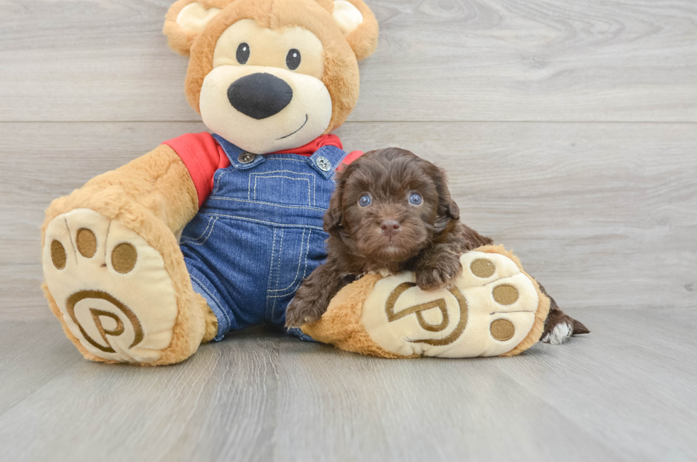 5 week old Havapoo Puppy For Sale - Premier Pups