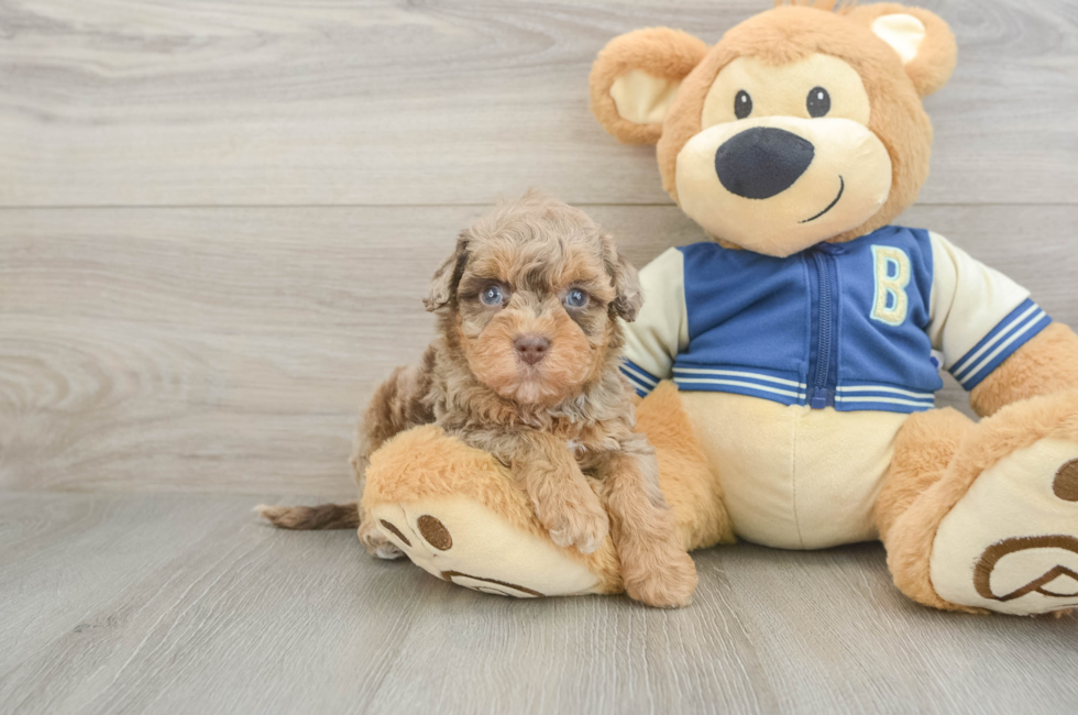 5 week old Havapoo Puppy For Sale - Premier Pups