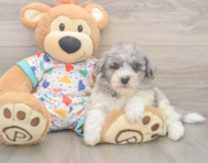 7 week old Havapoo Puppy For Sale - Premier Pups