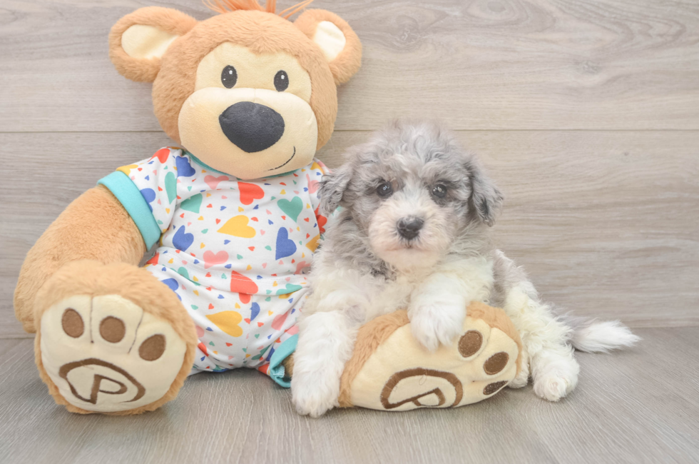 5 week old Havapoo Puppy For Sale - Premier Pups
