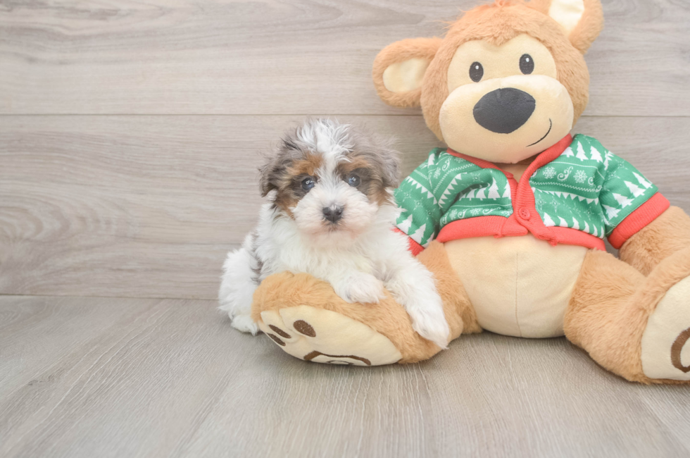 5 week old Havapoo Puppy For Sale - Premier Pups