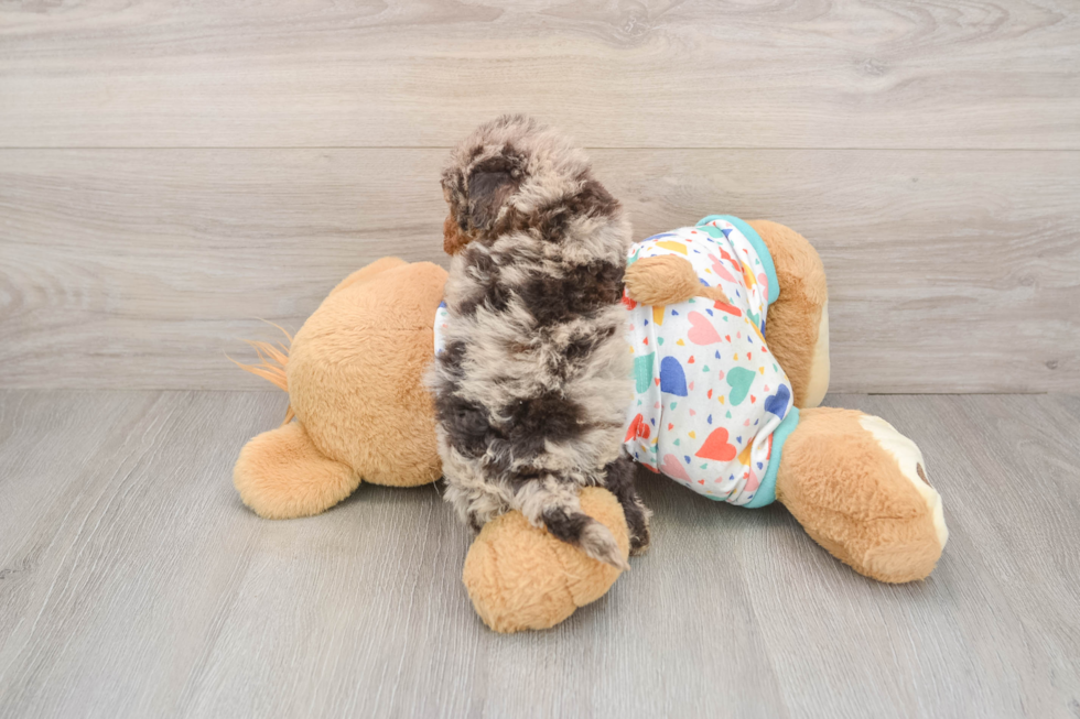 Havapoo Puppy for Adoption