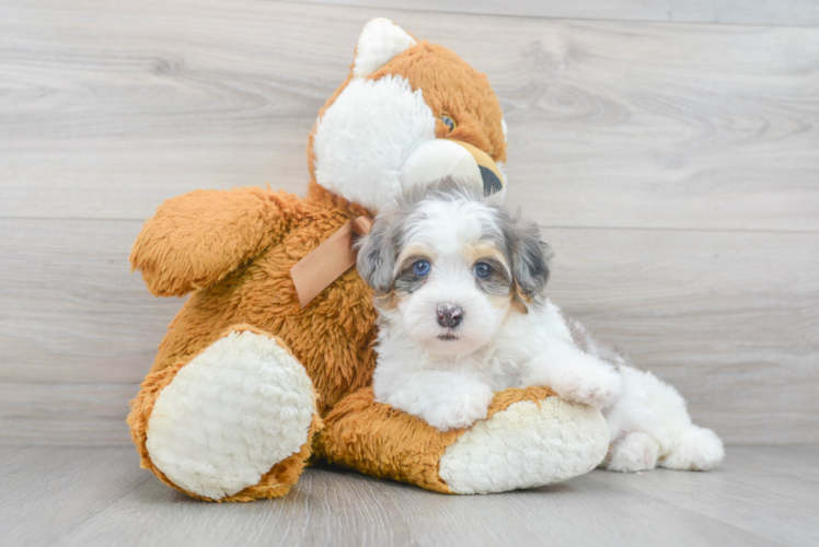 Hypoallergenic Havadoodle Poodle Mix Puppy