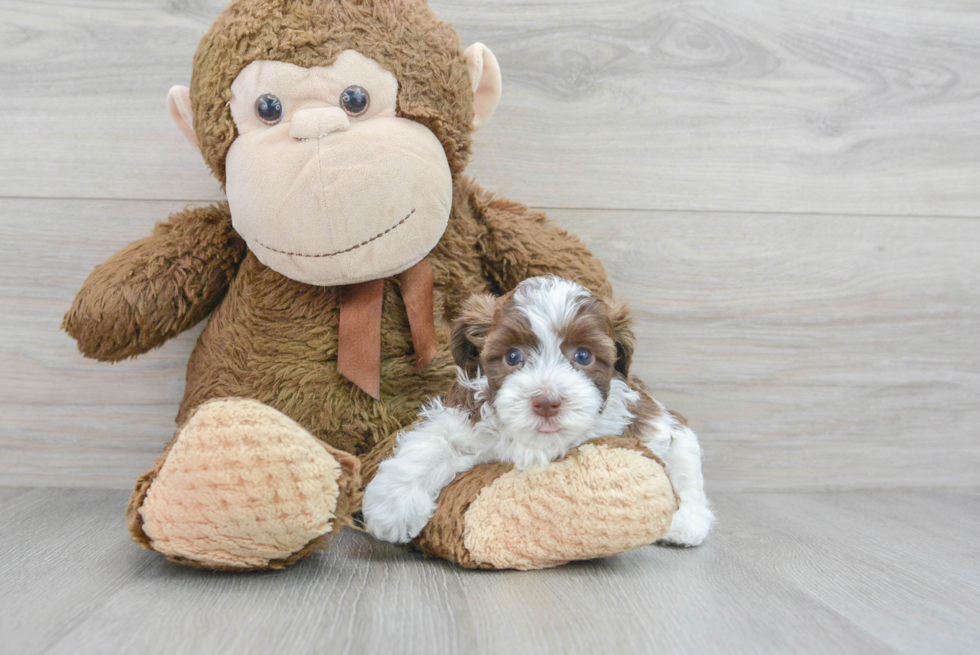Havapoo Pup Being Cute