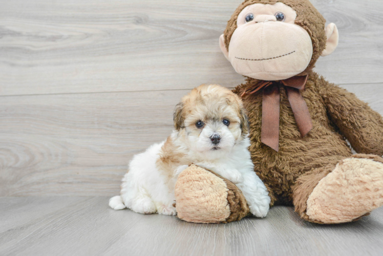 Fluffy Havapoo Poodle Mix Pup