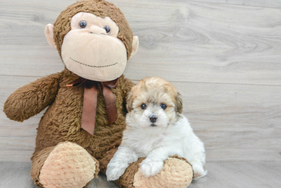 Popular Havapoo Poodle Mix Pup