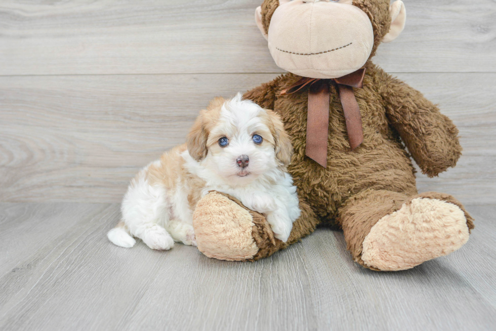 Fluffy Havapoo Poodle Mix Pup