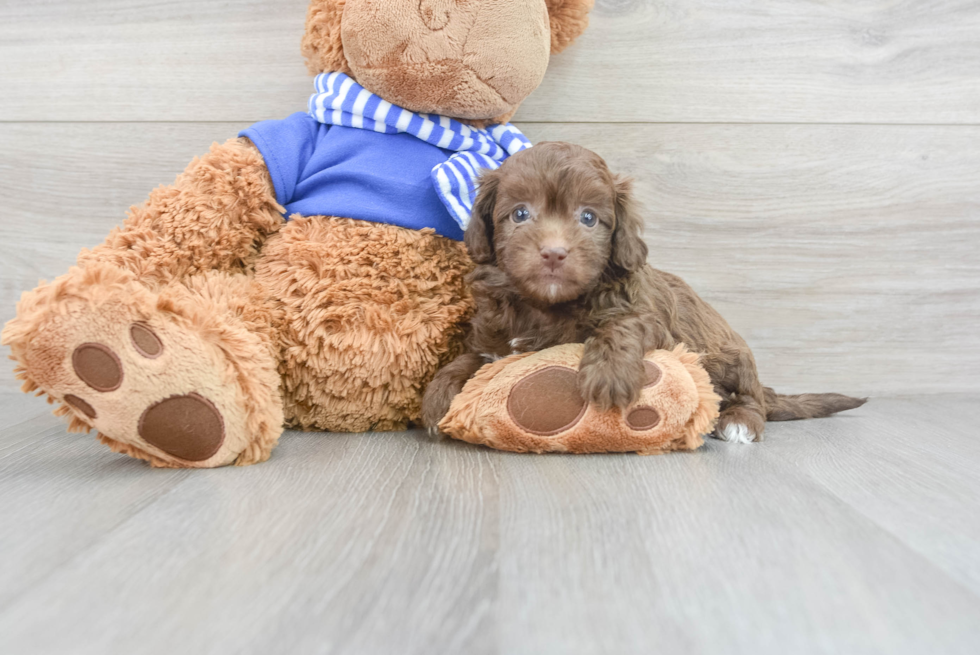 Cute Havapoo Perez: 3lb 6oz Doodle Puppy