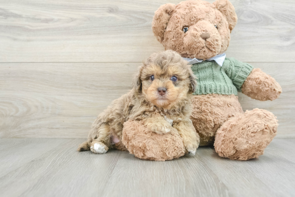 Playful Havadoodle Poodle Mix Puppy