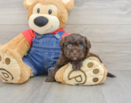 7 week old Havapoo Puppy For Sale - Premier Pups