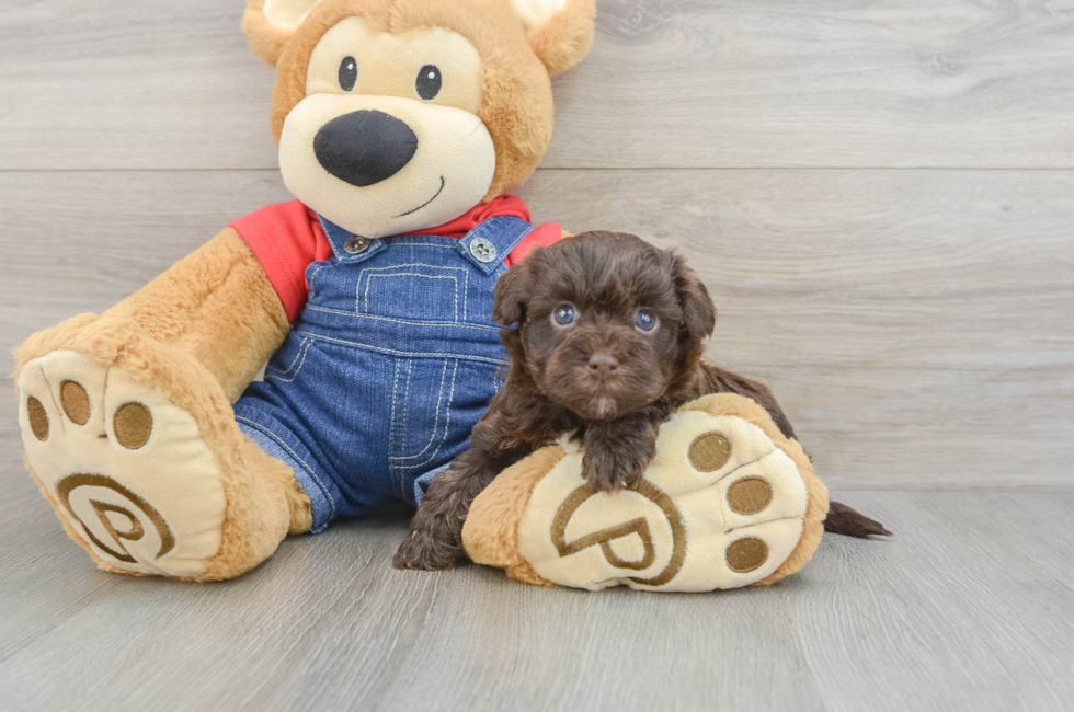 5 week old Havapoo Puppy For Sale - Premier Pups