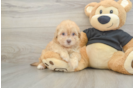 Small Havapoo Baby