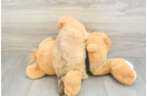 Fluffy Havapoo Poodle Mix Pup