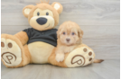 Fluffy Havapoo Poodle Mix Pup