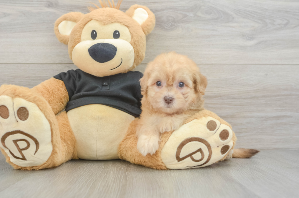 5 week old Havapoo Puppy For Sale - Premier Pups